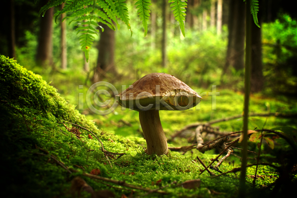 사람없음 JPG 근접촬영 포토 해외이미지 나뭇가지 버섯 숲속 야외 자연 잔디 주간
