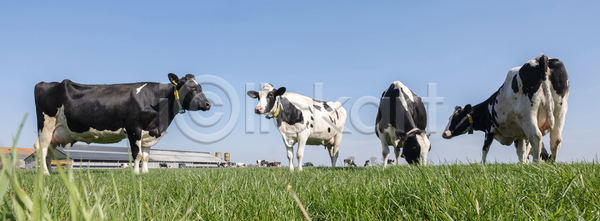 군중 사람없음 JPG 일러스트 포토 해외이미지 가축 건강 검은색 내추럴 네덜란드 농경지 농업 농장 동물 방목 밭 밭일 백그라운드 봄 서기 소 소고기 시골 야외 여름 우유 자연 찰과상 초록색 초원 파란색 포유류 풍경 하늘 해외포토 햇빛 흰색