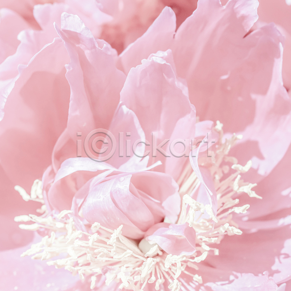사람없음 JPG 근접촬영 포토 해외이미지 꽃 분홍색