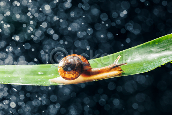 사람없음 JPG 포토 해외이미지 검은배경 기어가기 달팽이(동물) 보케 빛망울 실내 잎 풀(식물) 한마리