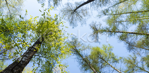 침묵 사람없음 JPG 포토 해외이미지 계절 공원 국립공원 나무 나뭇가지 목재 백그라운드 봄 소나무 숲 식물 야외 여행 자연 자작나무 초록색 풍경(경치) 하늘 환경