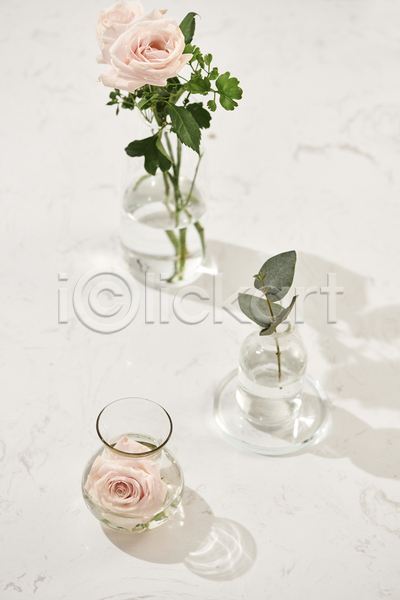 사람없음 JPG 포토 해외이미지 그림자 꽃병 세계여성의날 실내 어머니의날 유리병 유칼립투스 장미 흰배경