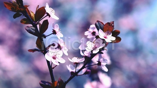 사람없음 JPG 포토 해외이미지 개화 꽃잎 맑음 벚꽃 보케 봄 불꽃(불) 야외 주간