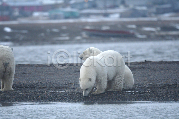 사람없음 JPG 아웃포커스 포토 해외이미지 곰 백곰 북극곰 세마리 야생동물 야외 주간