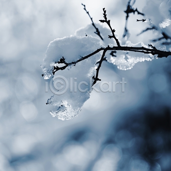 사람없음 JPG 근접촬영 아웃포커스 포토 해외이미지 겨울 겨울풍경 나뭇가지 눈(날씨) 상고대 야외 주간 풍경(경치)