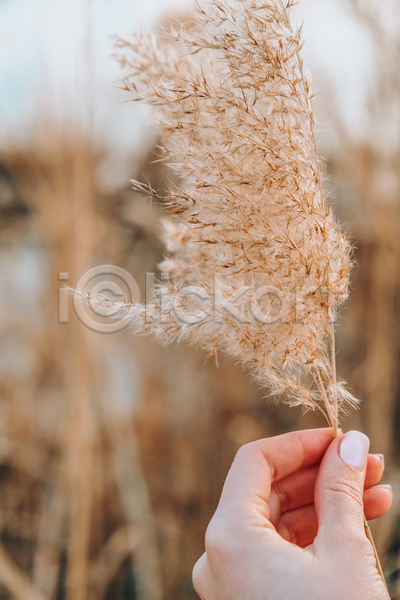 신체부위 JPG 아웃포커스 포토 해외이미지 가을(계절) 들기 손 팜파스그라스 풍경(경치)