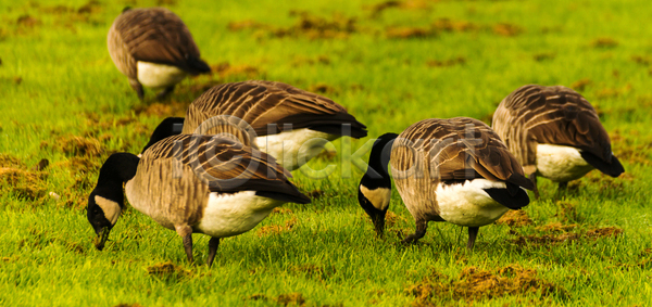 사람없음 JPG 포토 해외이미지 가축 거위 건강 공원 깃털 날개 농업 농장 동물 동물상 먹기 먹이 무료 물새 방목 밭일 부리 생태학 수유 시골 야생동물 야외 영국 자연 잔디 조류 조약돌 찰과상 초록색 초원 캐나다 해외포토 환경 회색