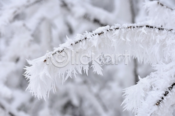 사람없음 JPG 아웃포커스 포토 해외이미지 겨울 겨울풍경 나뭇가지 눈(날씨) 상고대 야외 주간 풍경(경치)