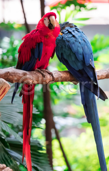 사람없음 JPG 포토 해외이미지 금강앵무새 나뭇가지 남색 두마리 빨간색 자연 코스타리카