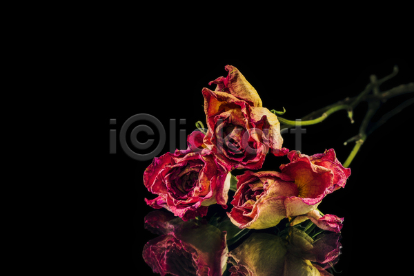 사람없음 JPG 근접촬영 포토 해외이미지 꽃 드라이플라워 빨간색 스튜디오촬영 장미