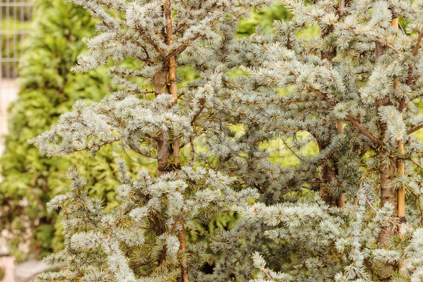축하 사람없음 JPG 포토 해외이미지 12월 겨울 계절 고립 나무 나뭇가지 백그라운드 상록수 숲 식물 원뿔 자연 장식 전나무 전통 초록색 침엽수 크리스마스 흰색