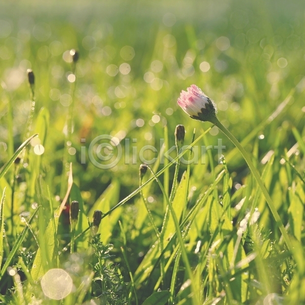 사람없음 JPG 아웃포커스 포토 해외이미지 꽃봉오리 보케 빗방울 빛망울 야외 잎 주간 줄기