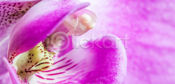 사랑 순수 신선 우아함 축하 침묵 사람없음 JPG 포토 해외이미지 개화 건강 결혼 기념일 꽃 꽃다발 꽃무늬 꽃잎 난초 내추럴 노란색 백그라운드 벚꽃 보라색 봄 분홍색 뷰티 선물 식물 오브젝트 우주 이국적 자연 장식 정원 제비꽃 해외포토 호접란 흰색