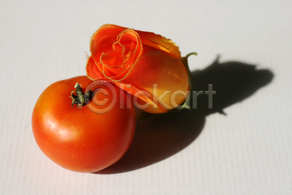 사람없음 JPG 근접촬영 포토 해외이미지 꽃 스튜디오촬영 장미 주황색 토마토