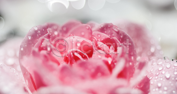 떨어짐 사람없음 JPG 소프트포커스 아웃포커스 포토 해외이미지 꽃잎 물방울 보케 분홍색 블러 장미