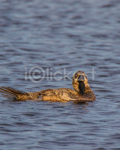 사람없음 JPG 포토 해외이미지 깃털 노란색 동물 물 야생동물 야외 오리 자연 조류 파란색 호수 호주