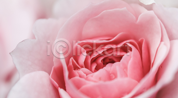 사람없음 JPG 근접촬영 아웃포커스 포토 해외이미지 꽃잎 분홍색 장미