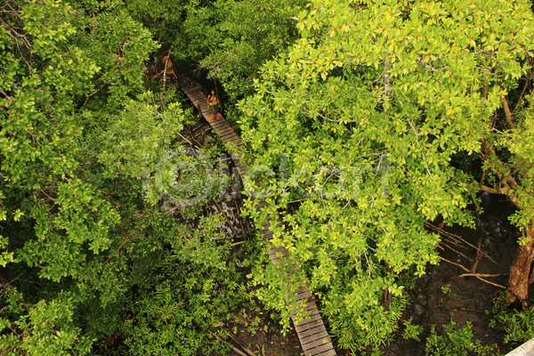 산책 사람없음 JPG 포토 해외이미지 강 공원 나무 목재 바다 방파제 산책로 숲 아시아 여행 전국 채널 초록색 캄보디아