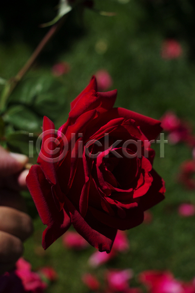 신체부위 JPG 근접촬영 아웃포커스 포토 해외이미지 꽃 들기 빨간색 손 야외 잎 자연 장미