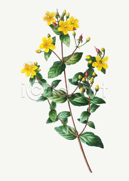 빈티지 사람없음 EPS 일러스트 해외이미지 꽃 꽃봉오리 노란색 식물 잎 줄기