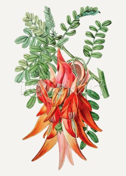 감성 빈티지 사람없음 EPS 일러스트 해외이미지 그림 꽃 빨간색 손그림 수채화(물감) 잎