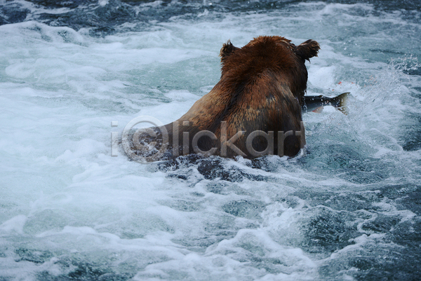 사람없음 JPG 포토 해외이미지 강 곰 사냥 야생동물 야외 연어 주간 한마리