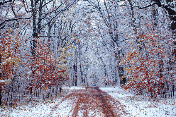 사람없음 JPG 포토 해외이미지 가로수 겨울 길 나무 낙엽 눈(날씨) 단풍 숲 야외 자연 풍경(경치)