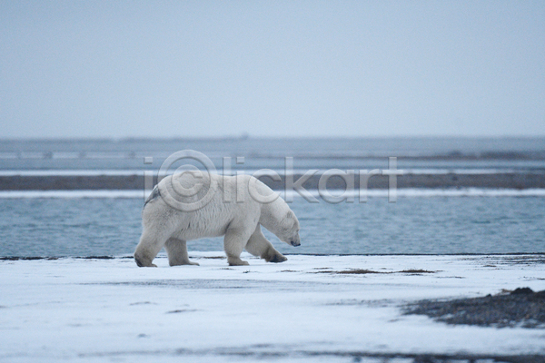 사람없음 JPG 포토 해외이미지 걷기 곰 백곰 북극곰 야생동물 야외 주간 한마리