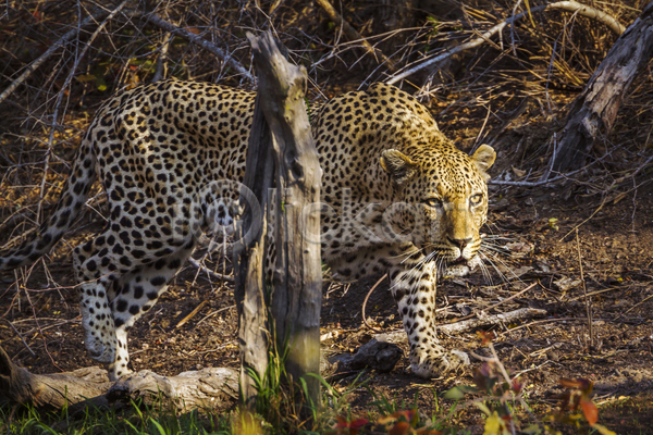 사람없음 JPG 포토 해외이미지 나무 남아프리카 맹수 보츠와나 야생동물 야외 응시 자연 주간 초원(자연) 표범 한마리