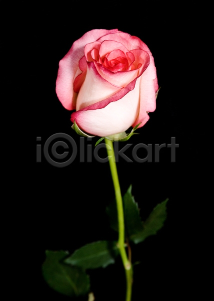 사람없음 JPG 근접촬영 포토 해외이미지 꽃 분홍색 스튜디오촬영 잎 장미
