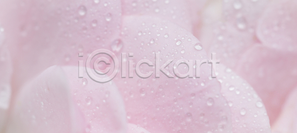 떨어짐 사람없음 JPG 근접촬영 포토 해외이미지 꽃잎 물 분홍색 장미