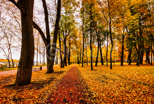사람없음 JPG 포토 해외이미지 가을(계절) 공원 공원길 낙엽 단풍 단풍나무 야외 주간 주황색 풍경(경치)
