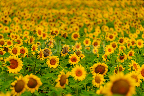 사람없음 JPG 포토 해외이미지 꽃밭 야외 여름(계절) 주간 풍경(경치) 해바라기
