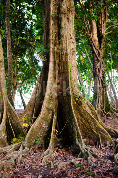 보호 사람없음 JPG 포토 해외이미지 나무 남쪽 다양 목재 묘사 미국 백그라운드 브라질 상록수 숲 식물 아마존 에콰도르 열대우림 우주 자연 초록색 카피스페이스 코스타리카 페루 풍경(경치) 환경