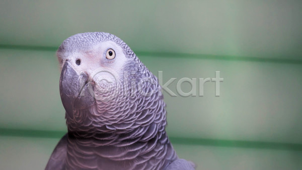 사람없음 JPG 근접촬영 포토 해외이미지 아프리카 앵무새 자연 한마리 회색