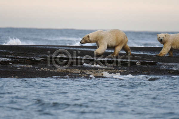 사람없음 JPG 포토 해외이미지 걷기 곰 두마리 바다 백곰 북극곰 야생동물 야외 주간