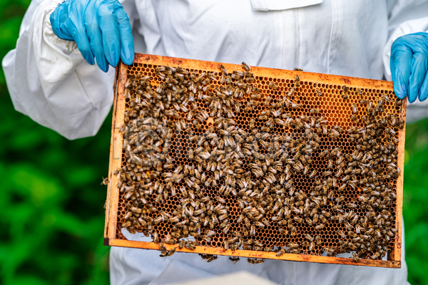 성인 성인한명만 한명 JPG 앞모습 포토 해외이미지 꿀 꿀벌 들기 벌(곤충) 벌집 보여주기 상반신 양봉 양봉업 양봉장