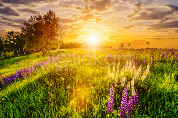 사람없음 JPG 포토 해외이미지 구름(자연) 꽃밭 나무 야외 일몰 자연 초원(자연) 태양 풍경(경치) 하늘 햇빛