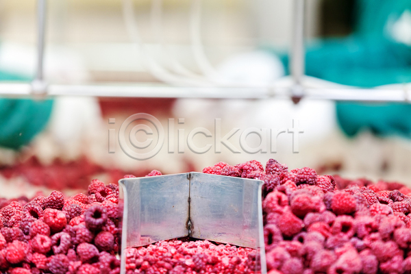 사람없음 JPG 아웃포커스 포토 해외이미지 공장 기계 냉동 냉동식품 분류 산딸기 식품공장 일렬 제조