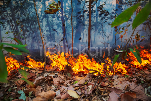위험 사람없음 JPG 포토 해외이미지 나무 불꽃(불) 산 산불 숲 야외 연기