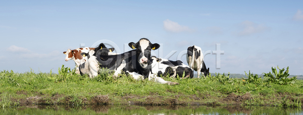 호기심 군중 사람없음 JPG 포토 해외이미지 가축 검은색 네덜란드 농경지 농업 농장 닫기 동물 땅 머리 먹이 반추동물 방목 밭 밭일 봄 소 시골 야외 우유 자연 점 찰과상 초록색 초식동물 포유류 하늘 해외포토 흰색