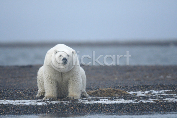 사람없음 JPG 포토 해외이미지 곰 백곰 북극곰 앉기 야생동물 야외 주간 한마리