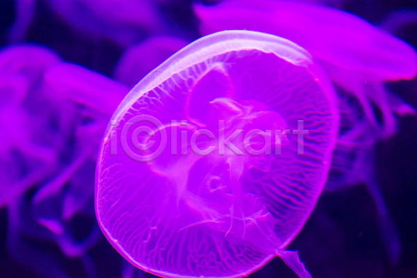 사람없음 JPG 아웃포커스 포토 해외이미지 바닷속 보라색 수중동물 자포동물 한마리 해파리