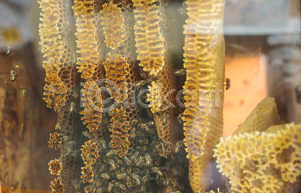 사람없음 JPG 포토 꿀 꿀벌 농업 벌꿀 벌집 야외 양봉 양봉업 체코