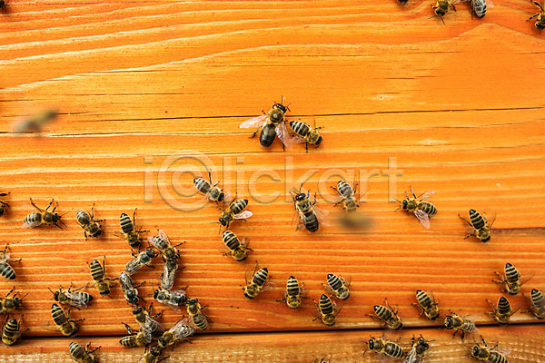 사람없음 JPG 포토 꿀 꿀벌 농업 벌(곤충) 벌꿀 벌집 야외 양봉 양봉업 체코