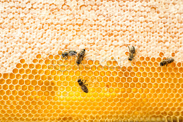 사람없음 JPG 근접촬영 포토 꿀 꿀벌 농업 벌(곤충) 벌꿀 벌집 야외 양봉 양봉업 체코