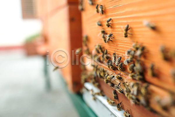 사람없음 서양인 외국인 JPG 포토 꿀 꿀벌 농업 벌(곤충) 벌꿀 벌집 야외 양봉 양봉업 체코