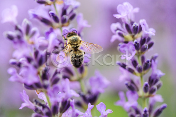 사람없음 JPG 근접촬영 포토 꽃 꿀 꿀벌 농업 벌(곤충) 벌꿀 야외 양봉 양봉업 체코 한마리