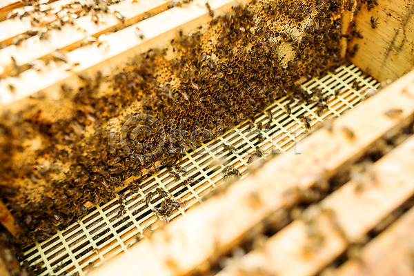 사람없음 JPG 포토 가득함 꿀 꿀벌 농업 벌(곤충) 벌꿀 벌집 야외 양봉 양봉업 체코