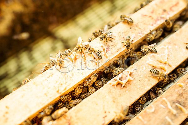 사람없음 JPG 근접촬영 포토 가득함 꿀 꿀벌 농업 벌(곤충) 벌꿀 벌집 야외 양봉 양봉업 체코